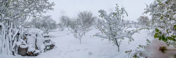 Uma calamidade natural de neve durante a floração das árvores e a colheita — Fotografia de Stock