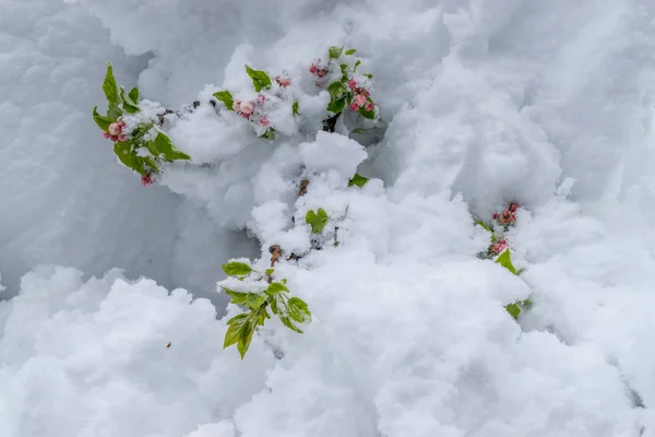 Een natuurlijke ramp van sneeuw tijdens de bloei van de bomen en de oogst — Stockfoto