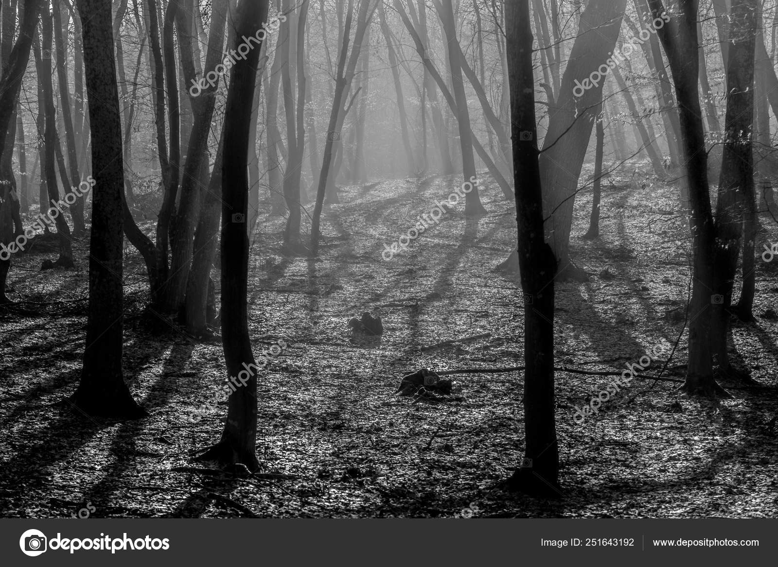 Hoia Baciu Forest World Most Haunted Forest With A Reputation For Many Intense Paranormal Activity And Unexplained Events Inside Hoia Baciu Haunted Forest In Cluj Napoca Transylvania Romania Stock Photo Image Hoia Baciu Forest World Most Haunted Forest With A Reputation For Many Intense Paranormal Activity And Unexplained Events Inside Hoia Baciu Haunted Forest In Cluj Napoca Transylvania Romania Stock Photo Image