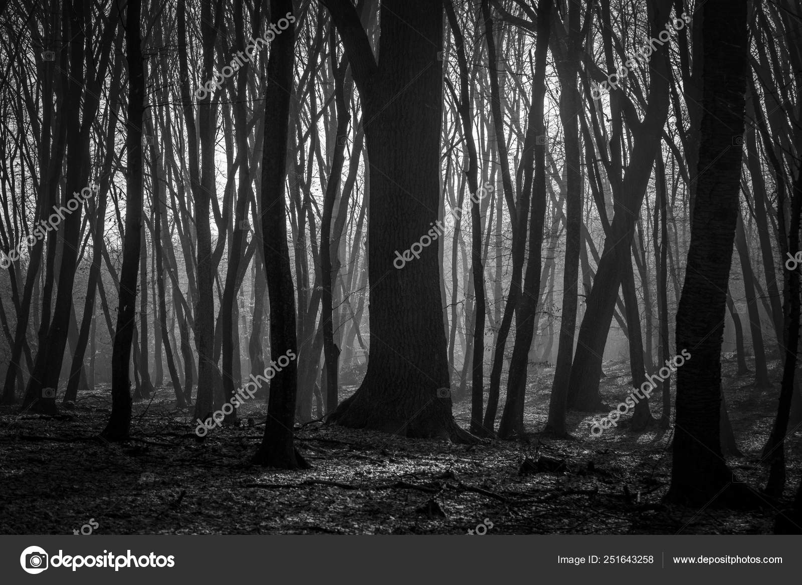 Hoia Baciu Forest Pictures Hoia Baciu Forest Stock Photos Images Depositphotos