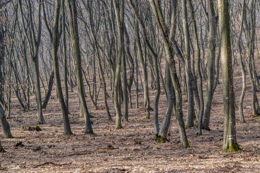 Hoia Baciu orman - dünya çoğu Haunted orman çok yoğun paranormal aktivite ve açıklanamayan olaylar için bir üne sahip. İçinde Hoia Baciu orman Kaloşvar, Transilvanya, Romanya'perili