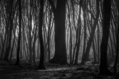Hoia Baciu orman - dünya çoğu Haunted orman çok yoğun paranormal aktivite ve açıklanamayan olaylar için bir üne sahip. İçinde Hoia Baciu orman Kaloşvar, Transilvanya, Romanya'perili