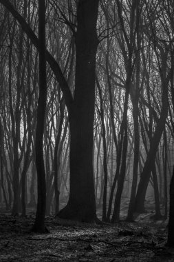 Hoia Baciu orman - dünya çoğu Haunted orman çok yoğun paranormal aktivite ve açıklanamayan olaylar için bir üne sahip. İçinde Hoia Baciu orman Kaloşvar, Transilvanya, Romanya'perili