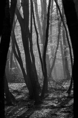 Hoia Baciu orman - dünya çoğu Haunted orman çok yoğun paranormal aktivite ve açıklanamayan olaylar için bir üne sahip. İçinde Hoia Baciu orman Kaloşvar, Transilvanya, Romanya'perili