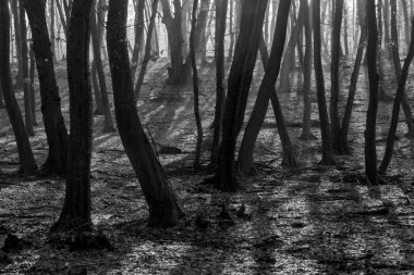 Hoia Baciu orman - dünya çoğu Haunted orman çok yoğun paranormal aktivite ve açıklanamayan olaylar için bir üne sahip. İçinde Hoia Baciu orman Kaloşvar, Transilvanya, Romanya'perili