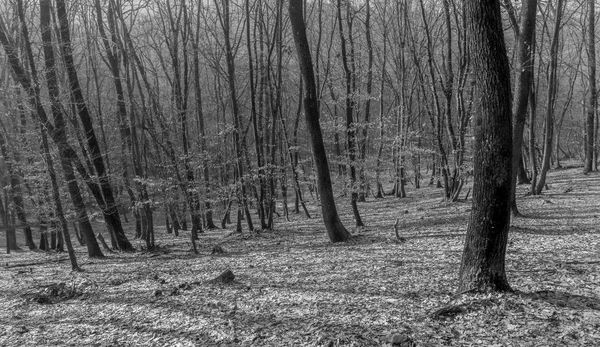 Hoia Baciu Forest - World Most Haunted Forest with a reputation for many intense paranormal activity and unexplained events. Inside Hoia Baciu Haunted Forest in Cluj-Napoca, Transylvania, Romania — Stock Photo, Image