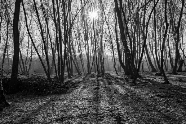 Hoia Baciu Forest - World Most Haunted Forest with a reputation for many intense paranormal activity and unexplained events. Inside Hoia Baciu Haunted Forest in Cluj-Napoca, Transylvania, Romania — Stock Photo, Image