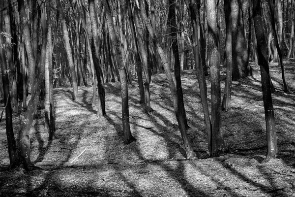 Forêt Hoia Baciu - Forêt la plus hantée du monde avec une réputation pour de nombreuses activités paranormales intenses et des événements inexpliqués. Dans la forêt hantée de Hoia Baciu à Cluj-Napoca, Transylvanie, Roumanie — Photo