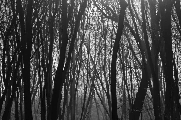 Hoia Baciu skog - världen mesta Haunted Forest med ett rykte för många intensiva paranormal aktivitet och oförklarliga händelser. Inuti Haunted Hoia Baciu Forest i Cluj-Napoca, Transsylvanien, Rumänien — Stockfoto