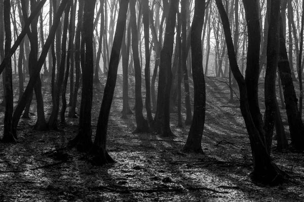 Hoia Baciu orman - dünya çoğu Haunted orman çok yoğun paranormal aktivite ve açıklanamayan olaylar için bir üne sahip. İçinde Hoia Baciu orman Kaloşvar, Transilvanya, Romanya'perili