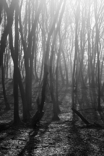 Hoia Baciu Forest - World Most Haunted Forest with a reputation for many intense paranormal activity and unexplained events. Inside Hoia Baciu Haunted Forest in Cluj-Napoca, Transylvania, Romania — Stock Photo, Image