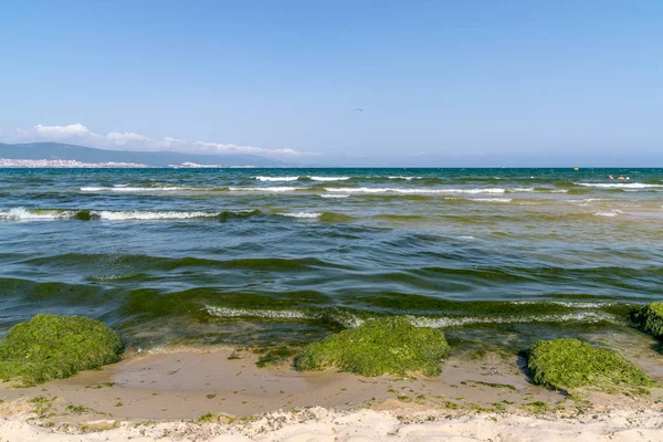 Algues, Les algues fleurissent à Sunny Beach sur la côte de la mer Noire en Bulgarie . — Photo