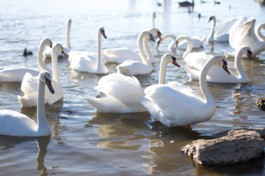 Kuğu Gölü, romantizm, mevsimlik kartpostal, seçici odak ailesiyle güzel beyaz kuğu