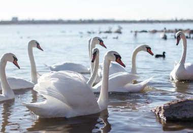 Kuğu Gölü, romantizm, mevsimlik kartpostal, seçici odak ailesiyle güzel beyaz kuğu