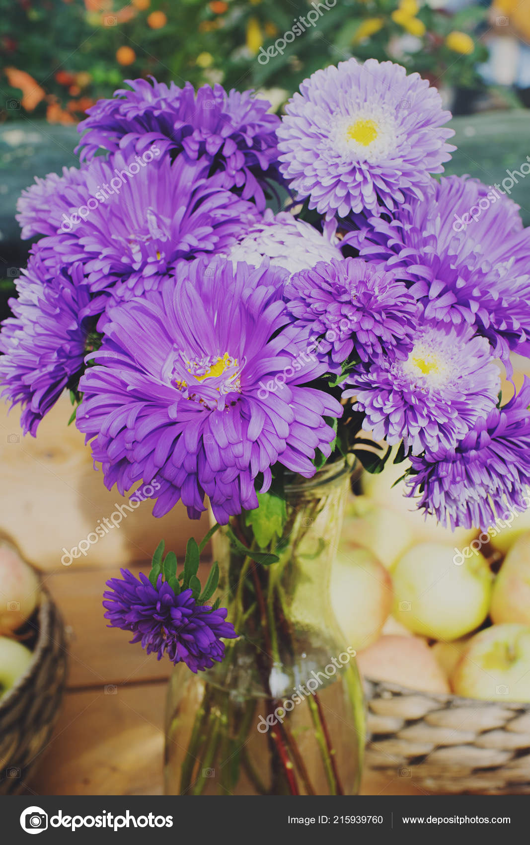 ᐈ Aster Flowers Stock Images Royalty Free Asters Pictures Download On Depositphotos