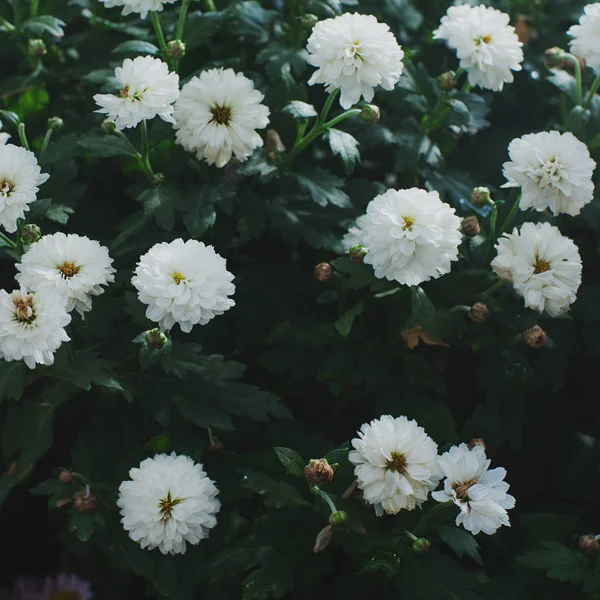 Primer Plano Flores Blancas Como Fondo — Foto de Stock