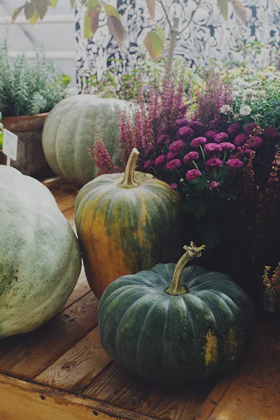 Primer Plano Calabazas Maduras Flores Como Fondo —  Fotos de Stock