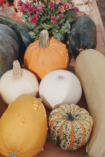 Calabazas Maduras Variedad Como Fondo —  Fotos de Stock