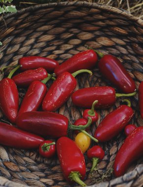 ahşap sepet içinde kırmızı biber yakın çekim