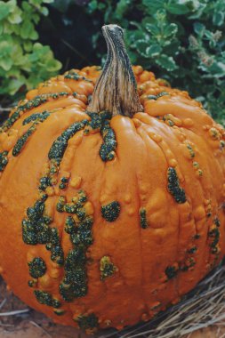 arka plan olarak olgun kabak yakın çekim