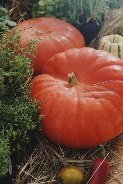 Ripe Pumpkins Variety Background — Stock Photo, Image