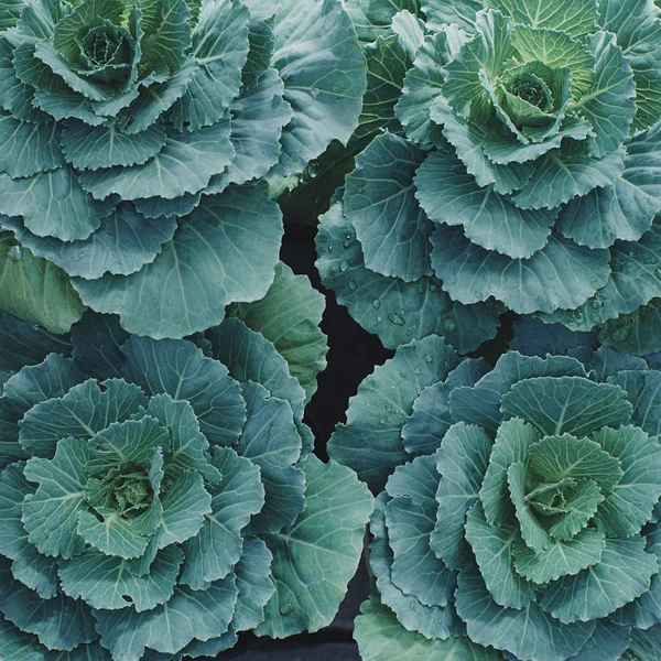 Decorative ornamental cabbage background — Stock Image Decorative Ornamental Cabbage Background Royalty Free Stock Images