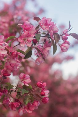 bahar, pembe çiçekli şeftali ağacı dalları 