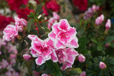 gündüz bahçede büyüyen taze çiçekler yakın