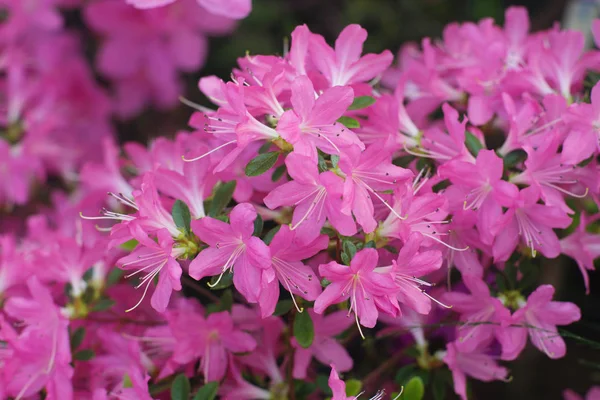 Close Fresh Flowers Growing Garden Daytime — Stock Photo, Image