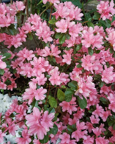 Close Colorful Flowers Growing Greenhouse — Stock Photo, Image