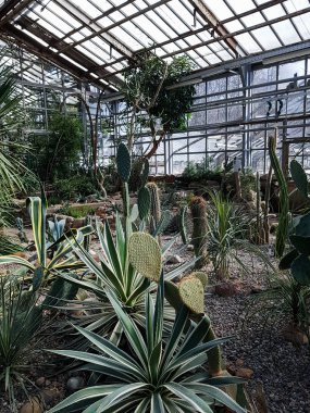 sera büyüyen yeşil avuç görünümü 