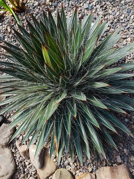 Primer Plano Del Cultivo Palma Invernadero —  Fotos de Stock