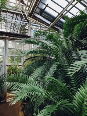 Çiçek tropikal bahçe, sera çeşitli tropik bitkiler