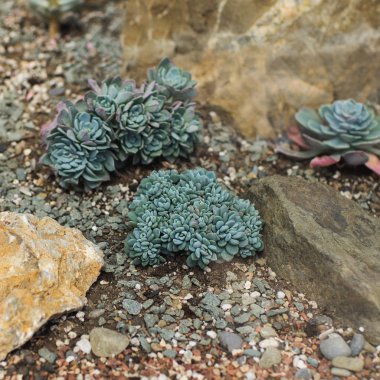 tropikal sera gül şeklinde etli Echeveria mı bitki