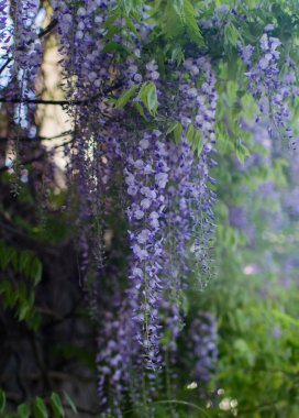 Çiçek mor Wisteria, bahar zaman, kartpostal şablonu 