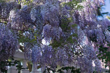 Çiçek mor Wisteria, bahar zaman, kartpostal şablonu 