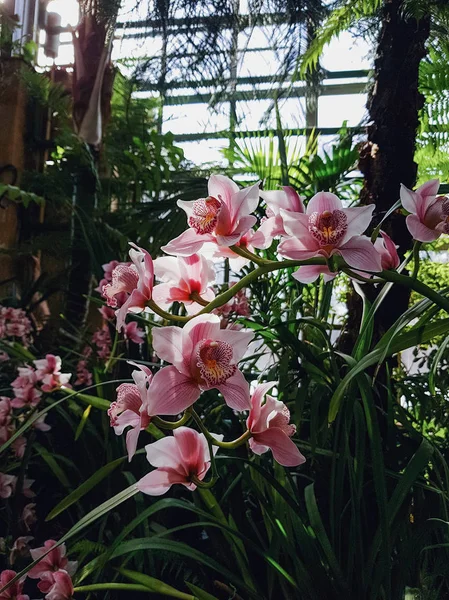Красивые Свежие Орхидеи Тропическом Саду — стоковое фото