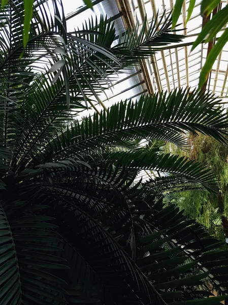 Tropischer Garten Blüte Verschiedene Tropische Pflanzen Palmen Gewächshaus — Stockfoto