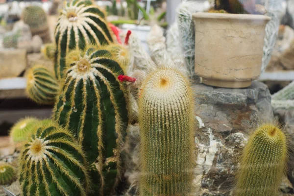 Colección Diferentes Cactus Invernadero Tropical —  Fotos de Stock