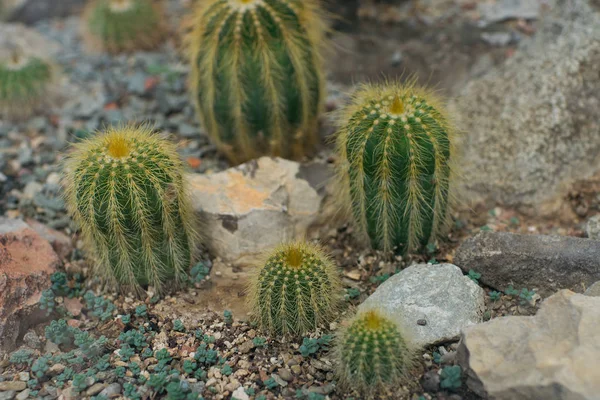 Colección Diferentes Cactus Invernadero Tropical — Foto de Stock