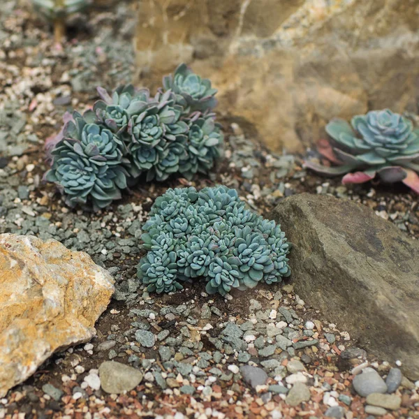 Tropikal Sera Gül Şeklinde Etli Echeveria Bitki — Stok fotoğraf