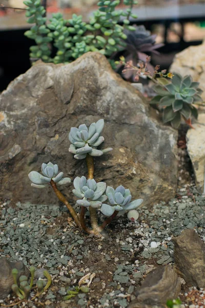 Planta Echeveria Suculenta Forma Rosa Estufa Tropical — Fotografia de Stock