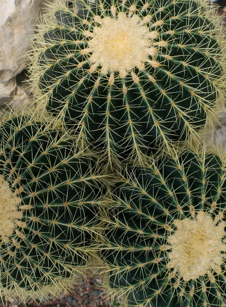 Colección Diferentes Cactus Invernadero Tropical — Foto de Stock