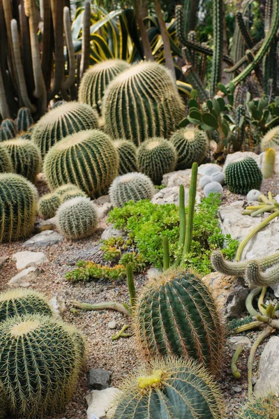 Colección Diferentes Cactus Invernadero Tropical —  Fotos de Stock