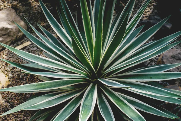 Närbild Palm Växer Växthus — Stockfoto