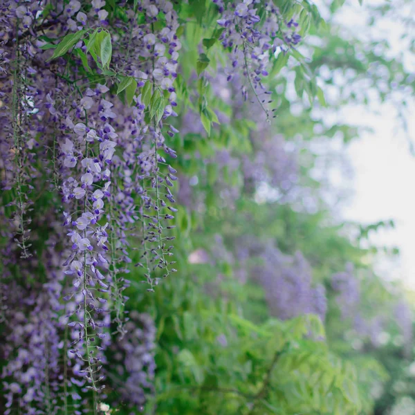 Фиолетовая Вистерия Босоножках Весна Искушение Открыткой — стоковое фото