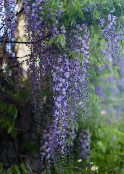 Çiçek mor Wisteria, bahar zaman, kartpostal şablonu 