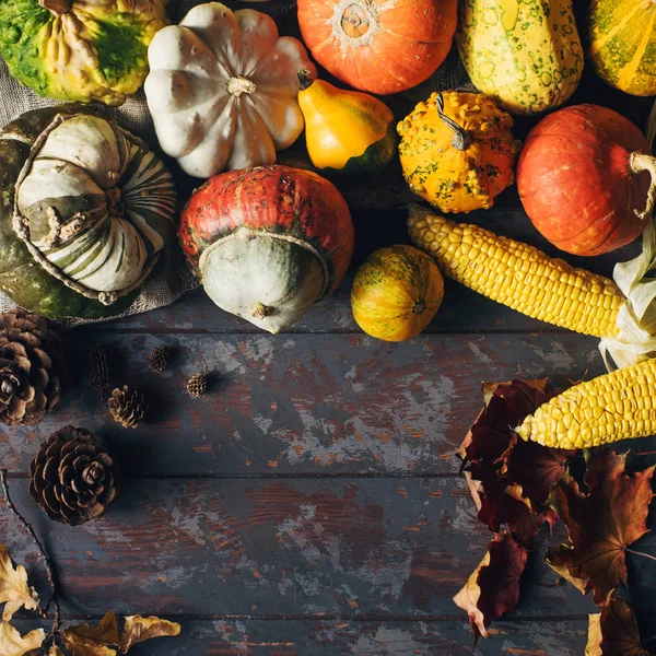 Autumn or thanksgiving background with decorative pumpkin, corn, cones, walnuts, maple leaves, acorns on dark wooden table