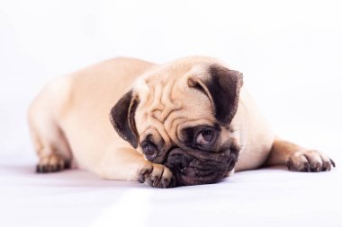 Şirin pug köpek hissediyorum uykulu ve sıkıcı Studio