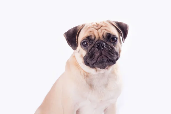 Şirin pug köpek hissediyorum uykulu ve sıkıcı Studio